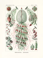 Siphonophorae